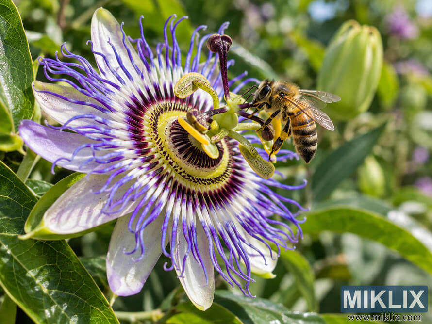 Close-up of a bee visiting a purple and white passion flower, with green leaves and unopened buds softly blurred in the background. Close-up of a bee visiting a purple and white passion flower, with green leaves and unopened buds softly blurred in the background.