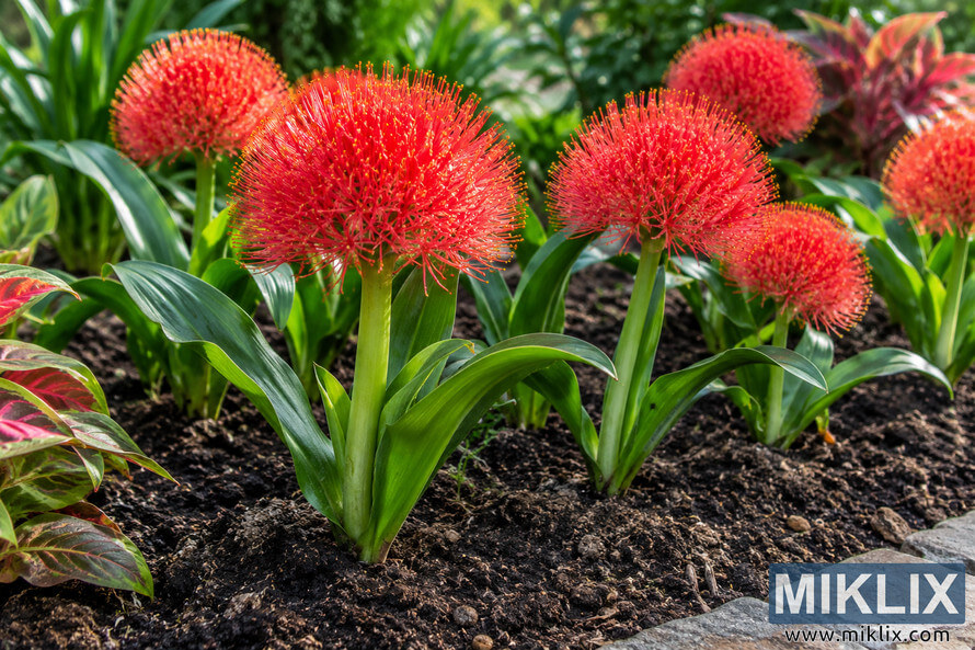Close-up of vivid red blood lily-like flowers with broad green leaves growing in dark garden soil beside a stone border. Close-up of vivid red blood lily-like flowers with broad green leaves growing in dark garden soil beside a stone border.