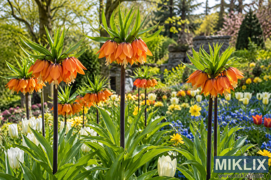 Tall orange crown imperial flowers rise above white tulips, yellow blooms and blue flowers in a lush, sunlit spring garden. Tall orange crown imperial flowers rise above white tulips, yellow blooms and blue flowers in a lush, sunlit spring garden.