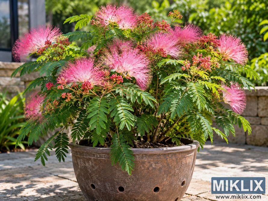 Pink powder puff plant with feathery green leaves growing in a weathered brown container with drainage holes on a sunny stone patio. Pink powder puff plant with feathery green leaves growing in a weathered brown container with drainage holes on a sunny stone patio.
