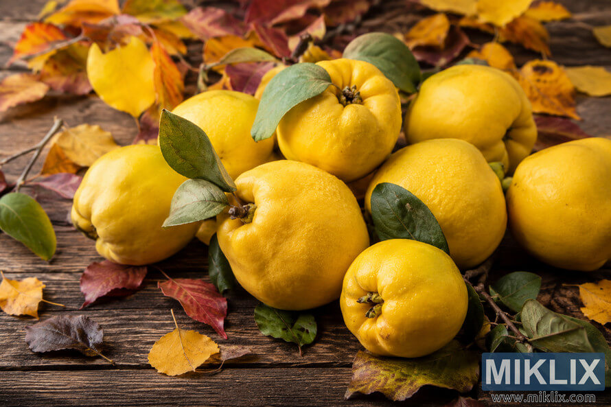 Fresh golden quince fruits arranged on a rustic wooden table surrounded by colorful autumn leaves in warm natural light. Fresh golden quince fruits arranged on a rustic wooden table surrounded by colorful autumn leaves in warm natural light.