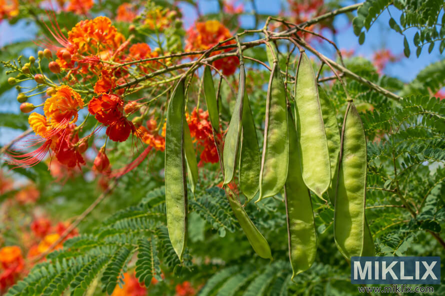 Green Pride of Barbados seed pods hanging among fern-like leaves and vivid orange-red flowers in bright sunlight. Green Pride of Barbados seed pods hanging among fern-like leaves and vivid orange-red flowers in bright sunlight.