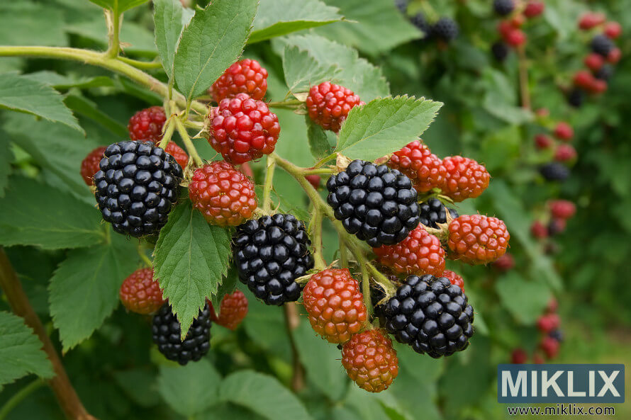 MÃ»res mÃ»res et en cours de maturation poussant sur les tiges ligneuses de deuxiÃ¨me annÃ©e d'un arbuste fructifÃ¨re floricane, entourÃ©es de feuillage vert.