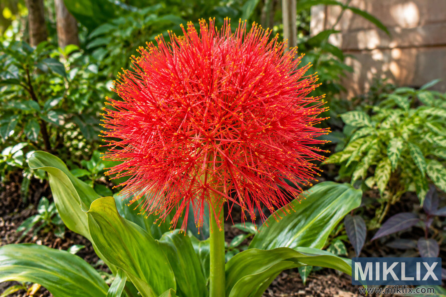 Close-up of a mature blood lily with a spherical red flower head and broad green leaves surrounded by lush garden foliage. Close-up of a mature blood lily with a spherical red flower head and broad green leaves surrounded by lush garden foliage.