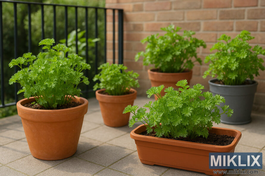 Divers plants de persil poussant en terre cuite et des contenants en plastique sur un patio baignÃ© de soleil avec une rambarde et un mur de briques en arriÃ¨re-plan.