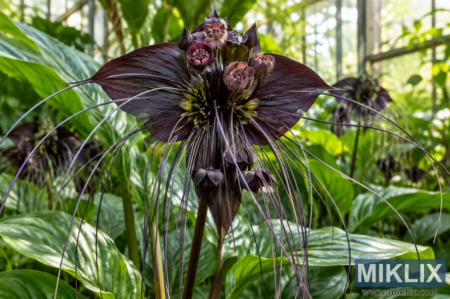 Close-up of a dark purple bat flower with long trailing filaments, surrounded by glossy green tropical leaves in a bright greenhouse. Close-up of a dark purple bat flower with long trailing filaments, surrounded by glossy green tropical leaves in a bright greenhouse.