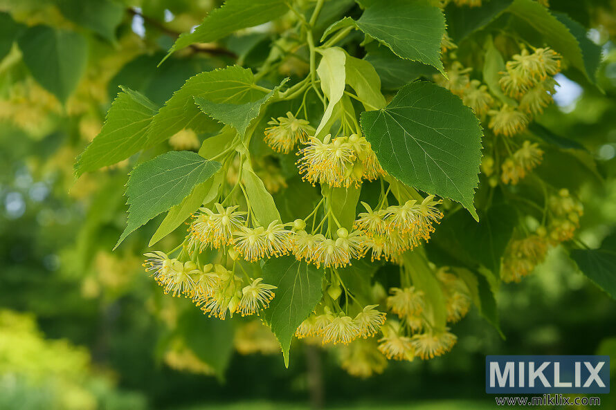 Ø¯Ù Ú©Û Ø³Ø§Ø¦Ø² Ú©Û Ø³Ø¨Ø² پتÙÚº Ú©Û Ø¯Ø±Ù
ÛØ§Ù Ø®ÙØ´Ø¨Ùدار زرد سÙÛØ¯ ÙÙÚ٠درخت Ú©Û Ù¾Ú¾ÙÙÙÚº کا ØªÙØµÛÙÛ ÙØ¸Ø§Ø±Û Ø¯Ù Ú©Û Ø³Ø§Ø¦Ø² Ú©Û Ø³Ø¨Ø² پتÙÚº Ú©Û Ø¯Ø±Ù
ÛØ§Ù Ø®ÙØ´Ø¨Ùدار زرد سÙÛØ¯ ÙÙÚ٠درخت Ú©Û Ù¾Ú¾ÙÙÙÚº کا ØªÙØµÛÙÛ ÙØ¸Ø§Ø±Û