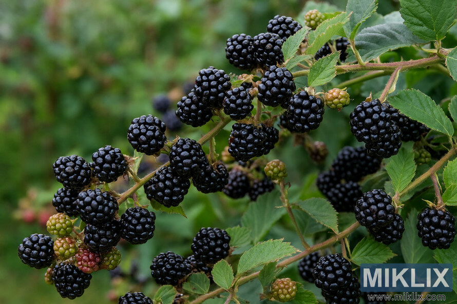 Gros plan sur des mÃ»res mÃ»res poussant sur des tiges Ã©pineuses dans un jardin luxuriant.