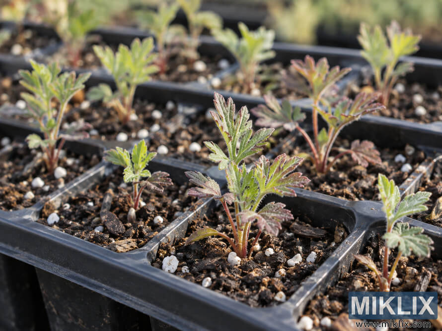 Young prairie smoke seedlings with lobed green and reddish leaves growing in individual cells of a black plastic planting tray. Young prairie smoke seedlings with lobed green and reddish leaves growing in individual cells of a black plastic planting tray.