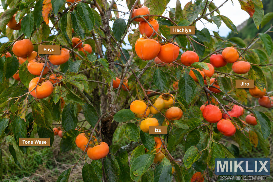 Landscape photograph of a mature persimmon tree filled with ripe orange Japanese persimmon fruits, featuring labeled varieties including Fuyu, Hachiya, Jiro, Izu, and Tone Wase among green leaves and twisting branches in a natural orchard setting.