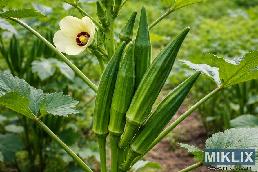 Close-up of emerald green okra pods growing on a plant with a pale yellow flower and green leaves in a garden.