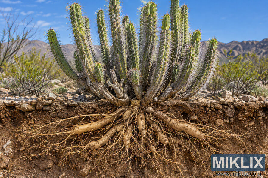 Cutaway view of a spiny green cactus with thick underground tuberous roots exposed in rocky desert soil. Cutaway view of a spiny green cactus with thick underground tuberous roots exposed in rocky desert soil.