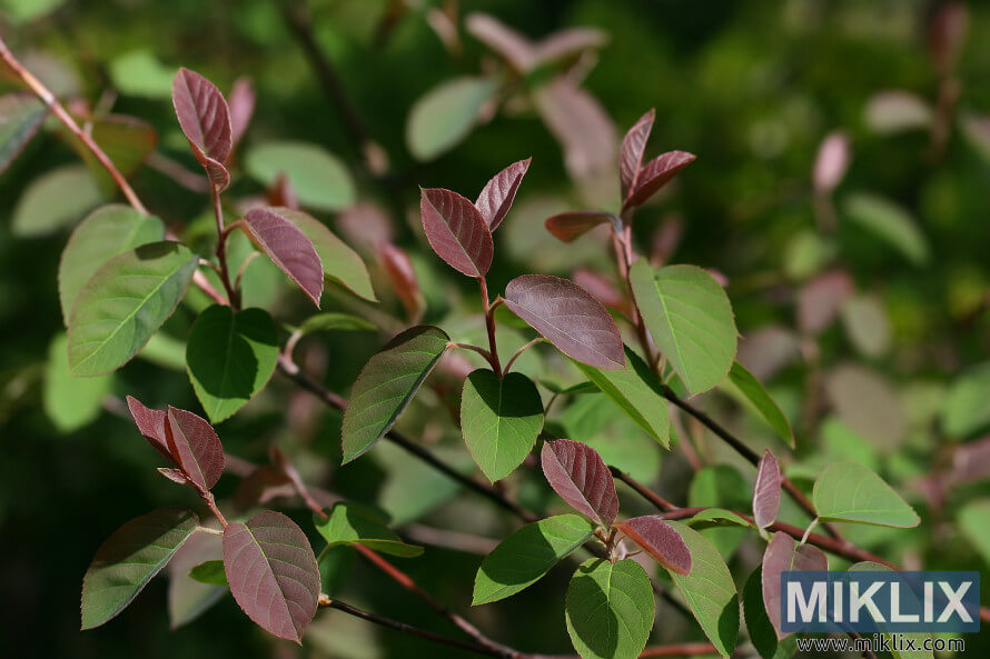 Foto de paisatge de l'albergue d'Allegheny que mostra fulles llises amb un nou brot de color bronze-porpra a la primavera.