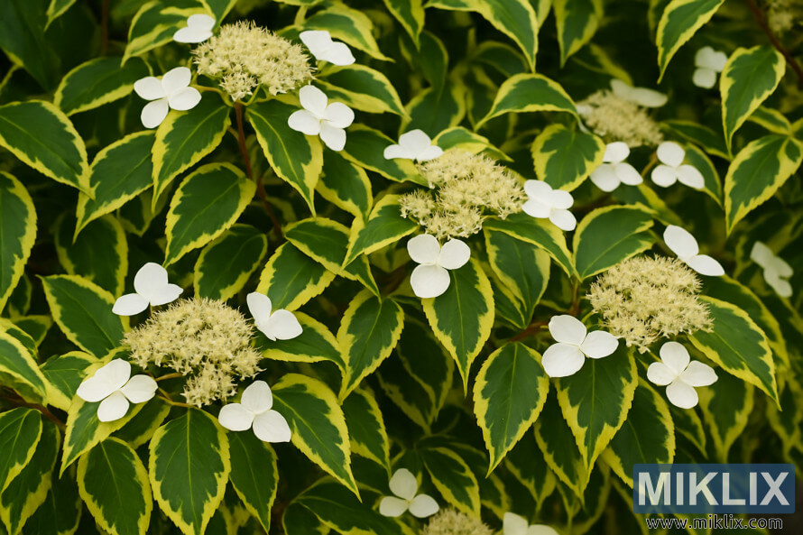 Miranda penjanje hortenzija sa Å¡arenim zelenim i Å¾utim listovima i belim Äipkastim cvetovima.