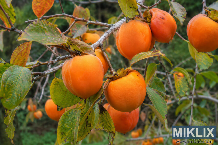 Bright orange Fuyu persimmons hanging from thin tree branches surrounded by green and yellow autumn leaves in a natural woodland setting.