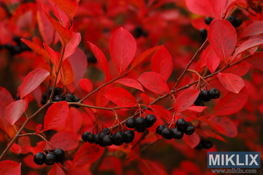 Close-up of Autumn Magic aronia shrub with brilliant red fall leaves and clusters of glossy black berries.