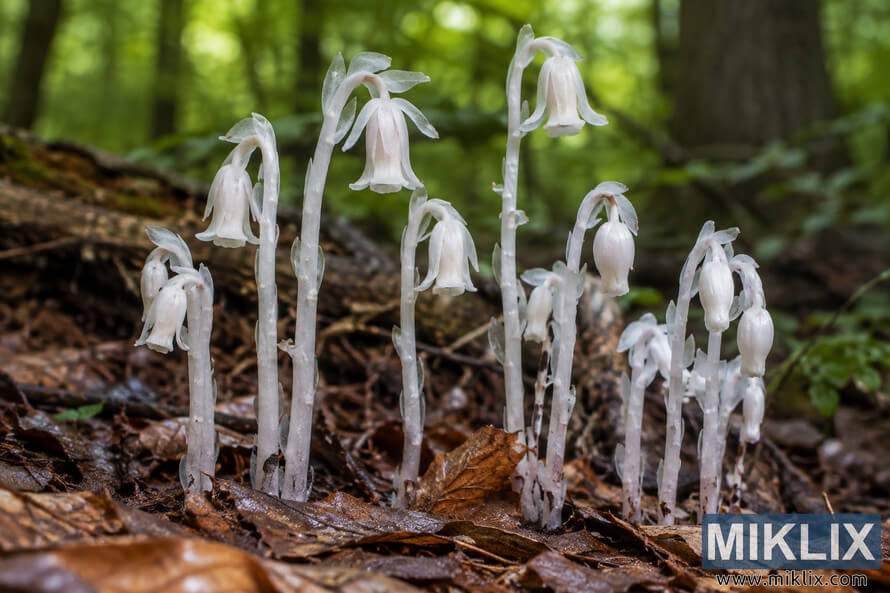 Cluster of slender translucent white flowering plants with nodding blooms growing among wet brown leaves and decaying wood on a green forest floor. Cluster of slender translucent white flowering plants with nodding blooms growing among wet brown leaves and decaying wood on a green forest floor.