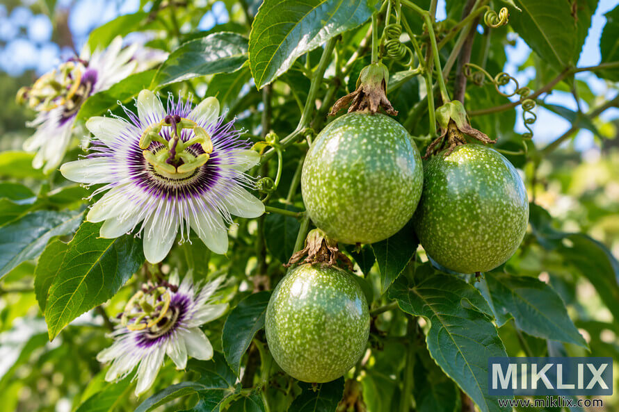 Close-up of a healthy passionflower vine with purple-and-white blooms, three green speckled fruits, glossy leaves, and curling tendrils in sunlight. Close-up of a healthy passionflower vine with purple-and-white blooms, three green speckled fruits, glossy leaves, and curling tendrils in sunlight.