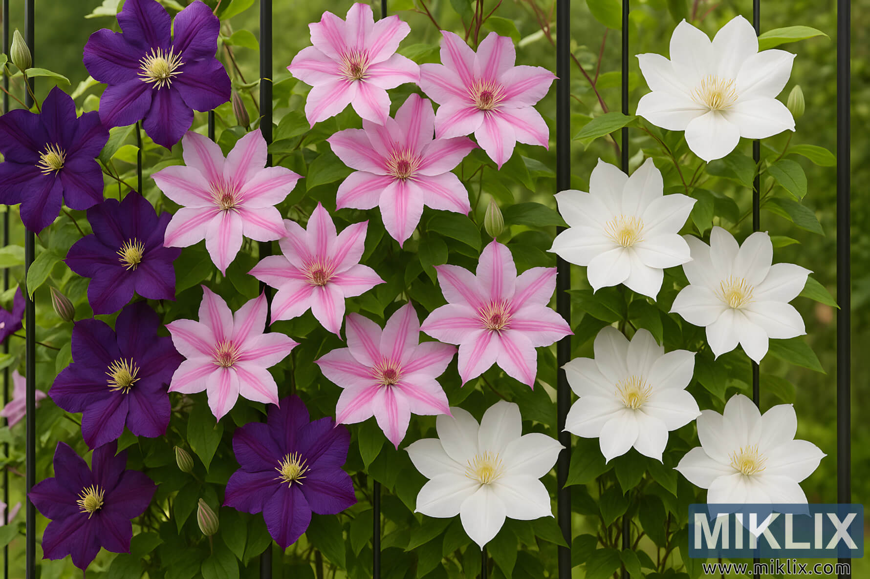 Sitemapcdatahttpsshopinf Inetcomplanter 2 Clematites Ensemble