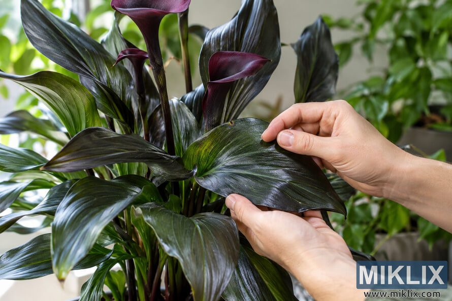 Two hands closely inspect a glossy dark green and black calla lily leaf beside deep burgundy flowers in a softly lit indoor setting. Two hands closely inspect a glossy dark green and black calla lily leaf beside deep burgundy flowers in a softly lit indoor setting.