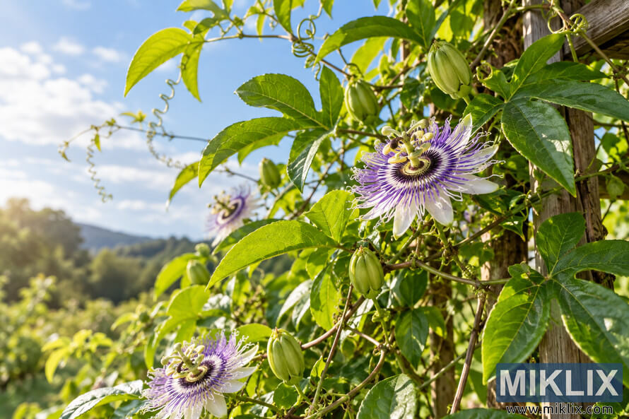 Sunlit maypop vine with purple-and-white passionflowers, green leaves and buds growing on a wooden trellis against a softly blurred countryside. Sunlit maypop vine with purple-and-white passionflowers, green leaves and buds growing on a wooden trellis against a softly blurred countryside.