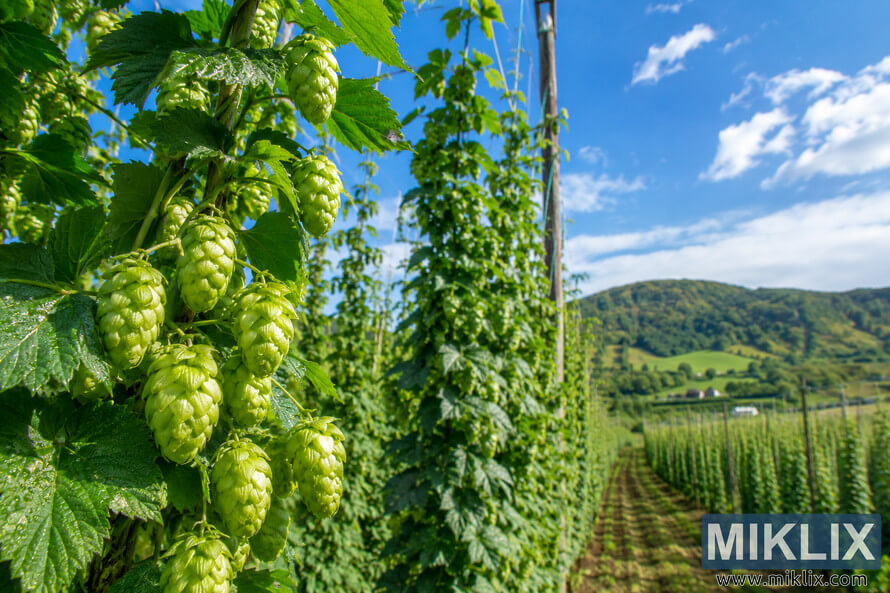 Wide-angle botanical illustration of Kirin II hop vines with dew-covered green hop cones in the foreground, vibrant hop plants climbing trellises in the middle ground, and a traditional hop farm with rolling hills under a bright blue sky in the background. Wide-angle botanical illustration of Kirin II hop vines with dew-covered green hop cones in the foreground, vibrant hop plants climbing trellises in the middle ground, and a traditional hop farm with rolling hills under a bright blue sky in the background.