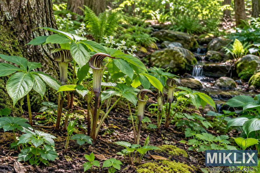 Jack-in-the-Pulpit-like plants growing in moist woodland soil among moss, ferns and rocks beside a small shaded forest stream. Jack-in-the-Pulpit-like plants growing in moist woodland soil among moss, ferns and rocks beside a small shaded forest stream.