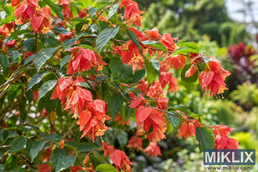 Close-up of a Chinese Hat Plant with clusters of coral-red and orange flowers among green leaves in a sunlit garden. Close-up of a Chinese Hat Plant with clusters of coral-red and orange flowers among green leaves in a sunlit garden.