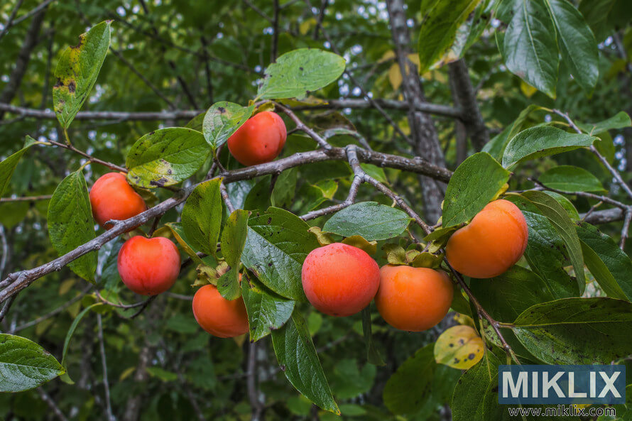 Close-up landscape photograph of ripe American persimmons growing on tree branches in a wild forest setting, surrounded by lush green leaves and soft natural light.