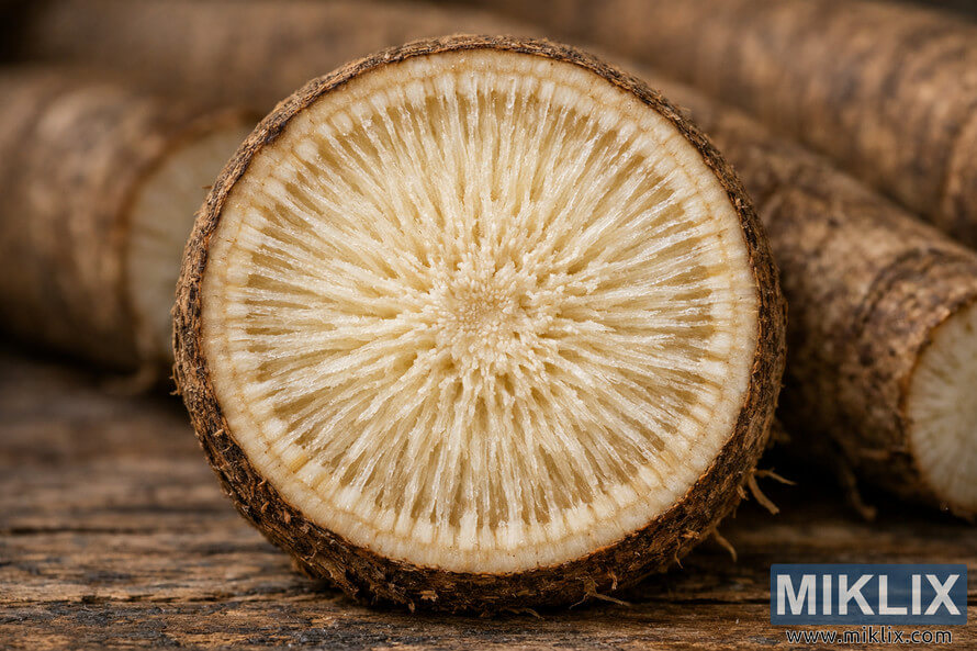 High-resolution macro photo of a burdock root cross-section revealing fibrous cream-colored interior with radial striations and rough brown outer skin on a rustic wooden surface. High-resolution macro photo of a burdock root cross-section revealing fibrous cream-colored interior with radial striations and rough brown outer skin on a rustic wooden surface.