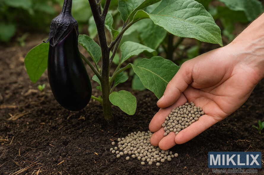 Ana shafa takin zamani da hannu a kusa da tushen shukar eggplant a cikin lambu
