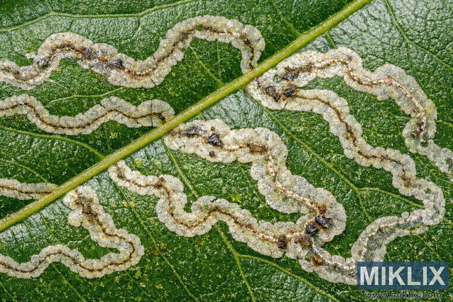Close-up of a citrus leaf with pale serpentine trails caused by citrus leafminer larvae feeding within the leaf tissue.