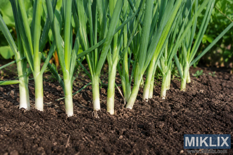 Close-up landscape photograph of healthy scallions growing in dark garden soil, showing crisp white stems transitioning into long vibrant green tops in natural sunlight. Close-up landscape photograph of healthy scallions growing in dark garden soil, showing crisp white stems transitioning into long vibrant green tops in natural sunlight.