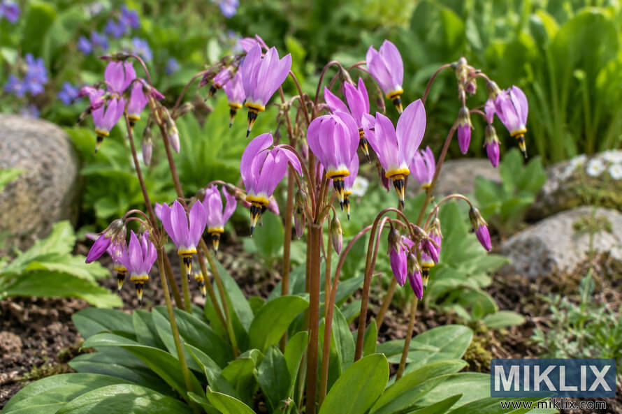 Mature clump of pink-purple eastern shooting star flowers blooming above green leaves in a garden bed with soil, rocks, and soft foliage behind.