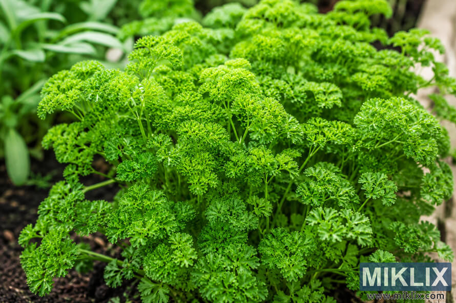 Close-up landscape photograph of vibrant curly parsley plants growing densely in a home garden bed with rich green leaves, dark soil, and softly blurred foliage in the background. Close-up landscape photograph of vibrant curly parsley plants growing densely in a home garden bed with rich green leaves, dark soil, and softly blurred foliage in the background.
