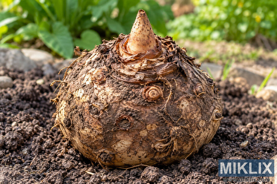 Large brown plant tuber with a pointed shoot resting in dark garden soil, surrounded by blurred green foliage.