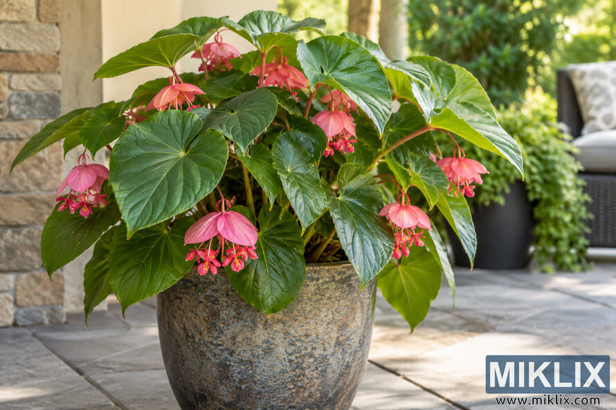 Lush green patio plant with hanging pink flowers in a large mottled ceramic container on a sunlit stone-tiled patio. Lush green patio plant with hanging pink flowers in a large mottled ceramic container on a sunlit stone-tiled patio.