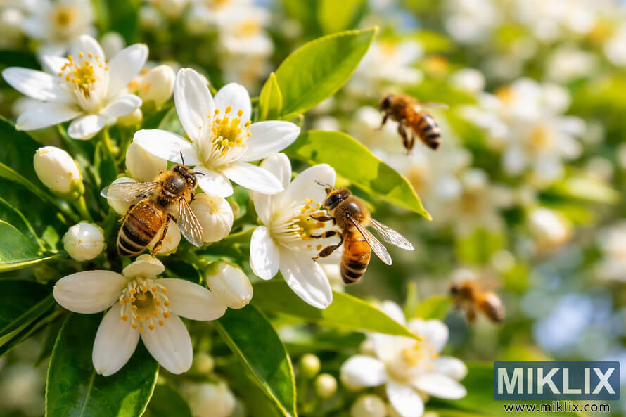 Honeybees collecting pollen from white citrus blossoms surrounded by green leaves in bright sunlight