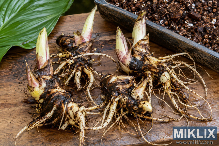 Several healthy bat flower rhizomes with pale shoots and exposed roots arranged on a wooden surface beside potting mix and a glossy green leaf. Several healthy bat flower rhizomes with pale shoots and exposed roots arranged on a wooden surface beside potting mix and a glossy green leaf.