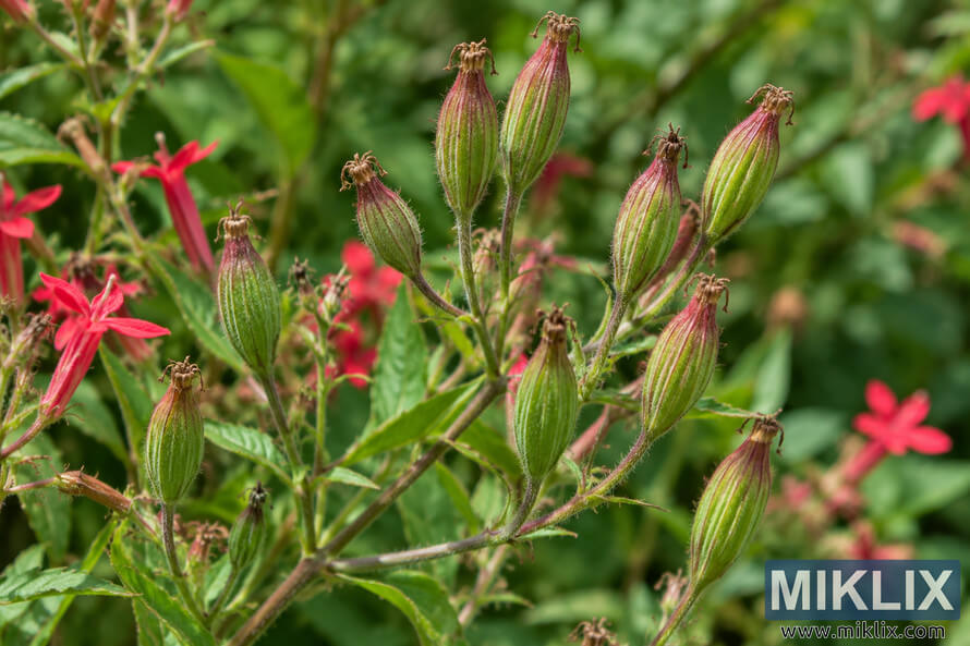 Close-up of ribbed green and reddish seed capsules with dried brown tips on hairy stems, surrounded by serrated leaves and red flowers.