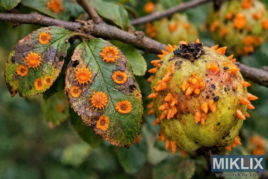 Close-up landscape photo of cedar-quince rust showing bright orange lesions on quince leaves and spiky fungal growths on infected fruit.