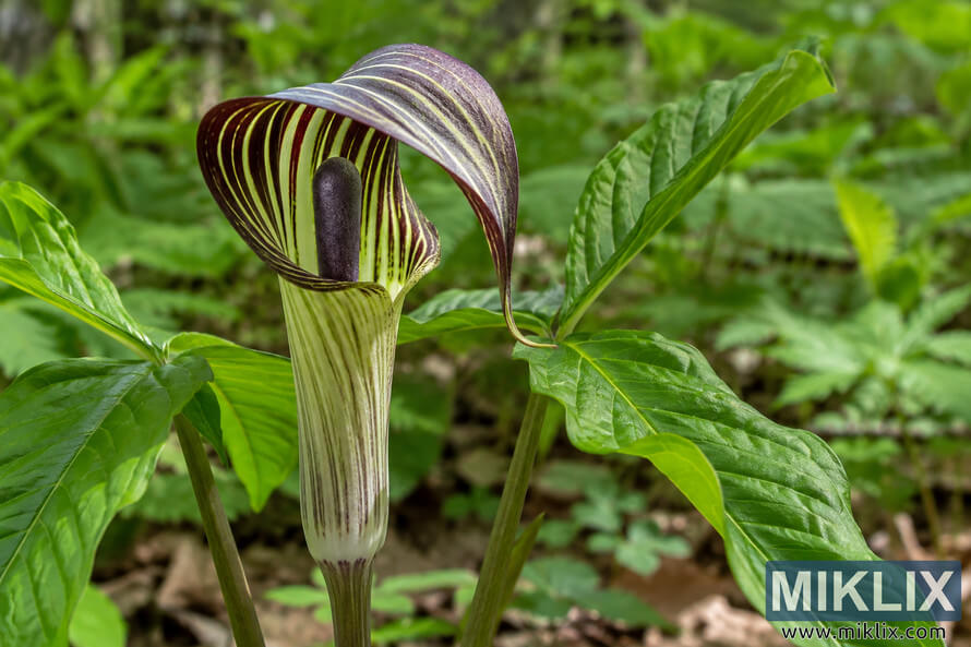 Close-up of a pale green and purple-brown striped hooded flower with a dark upright spadix, surrounded by glossy green woodland leaves. Close-up of a pale green and purple-brown striped hooded flower with a dark upright spadix, surrounded by glossy green woodland leaves.