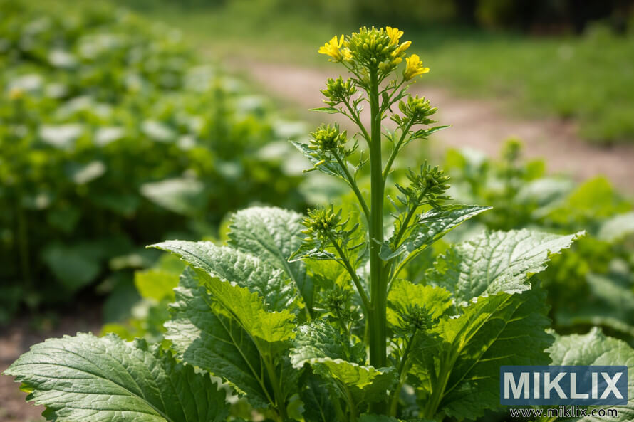 Landscape photo of a mustard plant starting to bolt, showing a tall central flower stalk with clusters of green buds and small yellow blossoms above broad textured leaves.