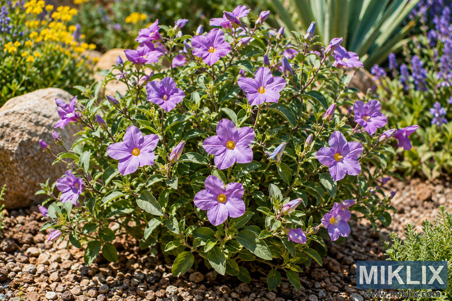 Purple five-petaled flowers with yellow centers growing among green foliage, gravel, and rocks in a sunny garden bed. Purple five-petaled flowers with yellow centers growing among green foliage, gravel, and rocks in a sunny garden bed.