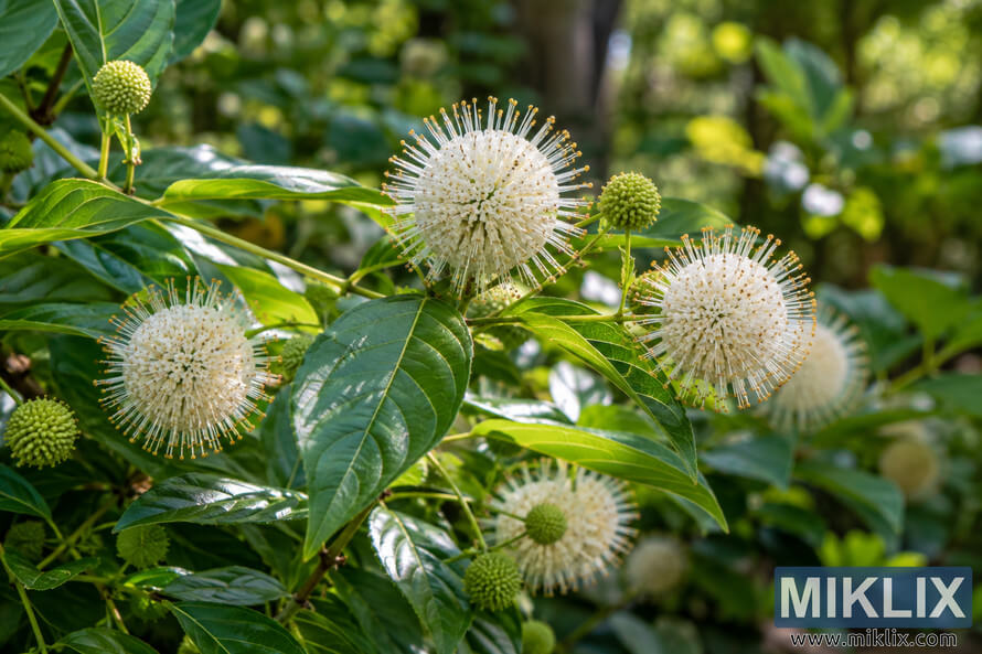 Creamy-white buttonbush flower heads and green buds among glossy leaves in filtered garden sunlight. Creamy-white buttonbush flower heads and green buds among glossy leaves in filtered garden sunlight.