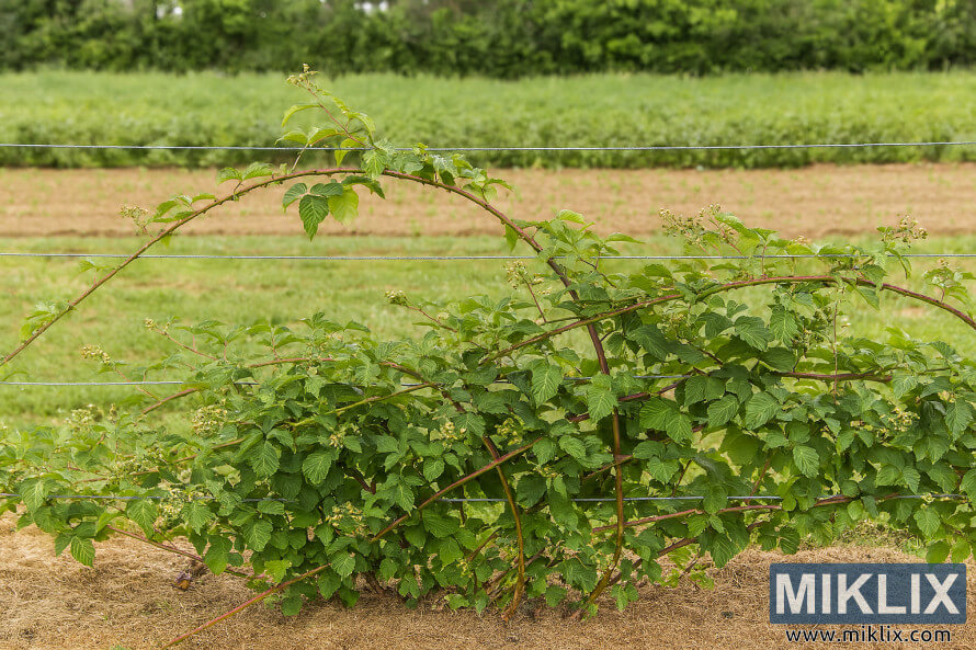 MÃ»rier rampant aux longues tiges soutenues par un treillis en bois dans un jardin d'Ã©tÃ© luxuriant