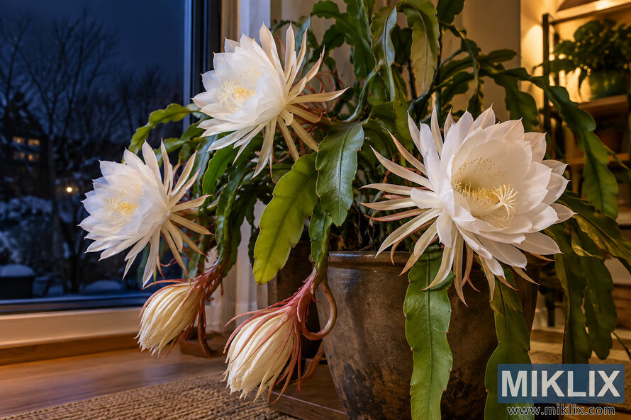 Night-blooming cereus with large white flowers growing indoors beside a window on a winter night. Night-blooming cereus with large white flowers growing indoors beside a window on a winter night.