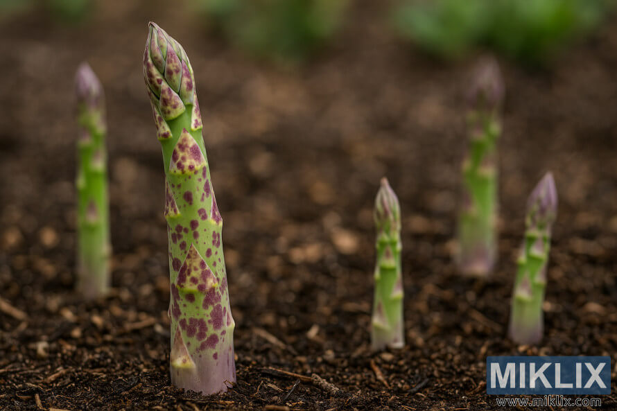 Posnetek od blizu mladih beluÅ¡evih stebel v zemlji, na katerih so vidne vijoliÄne pike.