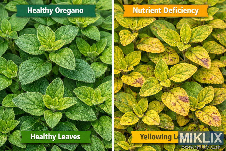 ØµØØª Ù
ÙØ¯ سبز Ø§ÙØ±ÛگاÙÙ Ú©Û Ù¾ØªÙÚº Ø§ÙØ± زرد Ø§ÙØ±ÛگاÙÙ Ú©Û Ù¾ØªÙÚº کا ساتھ ساتھ Ù
ÙØ§Ø²ÙÛ Ø¬Ù Ú©Û ØºØ°Ø§Ø¦Û Ø§Ø¬Ø²Ø§Ø¡ Ú©Û Ú©Ù
Û Ú©Û Ø¹ÙØ§Ù
ات Ø¸Ø§ÛØ± Ú©Ø±ØªÛ ÛÛÚºÛ ØµØØª Ù
ÙØ¯ سبز Ø§ÙØ±ÛگاÙÙ Ú©Û Ù¾ØªÙÚº Ø§ÙØ± زرد Ø§ÙØ±ÛگاÙÙ Ú©Û Ù¾ØªÙÚº کا ساتھ ساتھ Ù
ÙØ§Ø²ÙÛ Ø¬Ù Ú©Û ØºØ°Ø§Ø¦Û Ø§Ø¬Ø²Ø§Ø¡ Ú©Û Ú©Ù
Û Ú©Û Ø¹ÙØ§Ù
ات Ø¸Ø§ÛØ± Ú©Ø±ØªÛ ÛÛÚºÛ