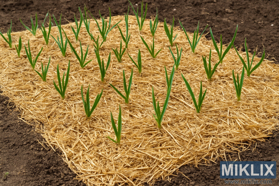 De jeunes plants dâail Ã©mergeant Ã  travers un parterre de jardin recouvert de paille.